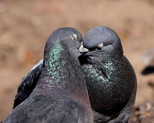 Picture of two kissing pigeons